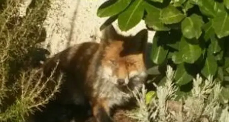 Rencio: trovata una volpe nel giardino dell’asilo