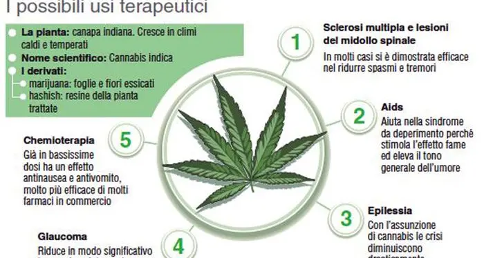 Anche a Bolzano arriva la Cannabis a uso terapeutico