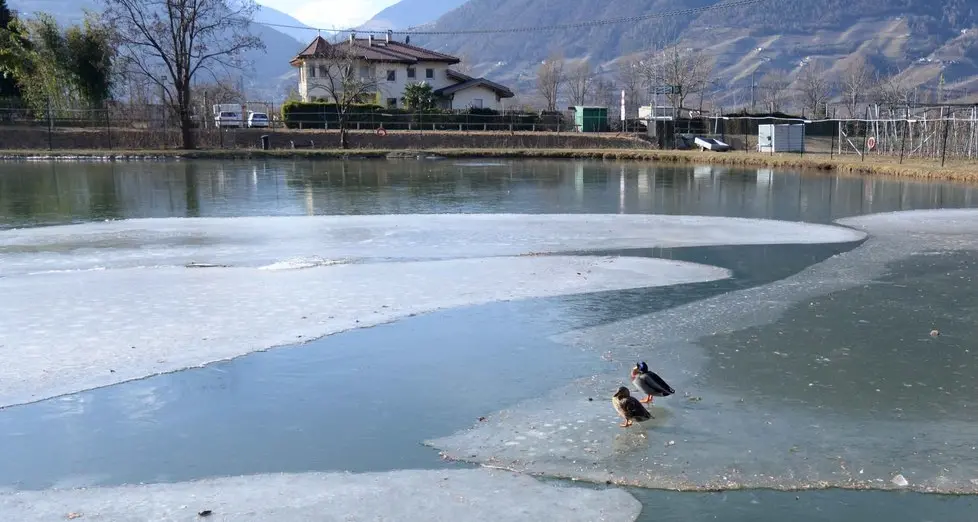 Poca acqua nel laghetto: muoiono 700 pesci