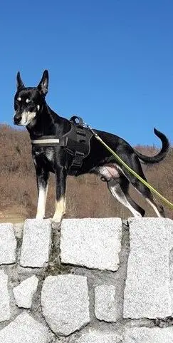 Avvelenato un cucciolo di 4 mesi