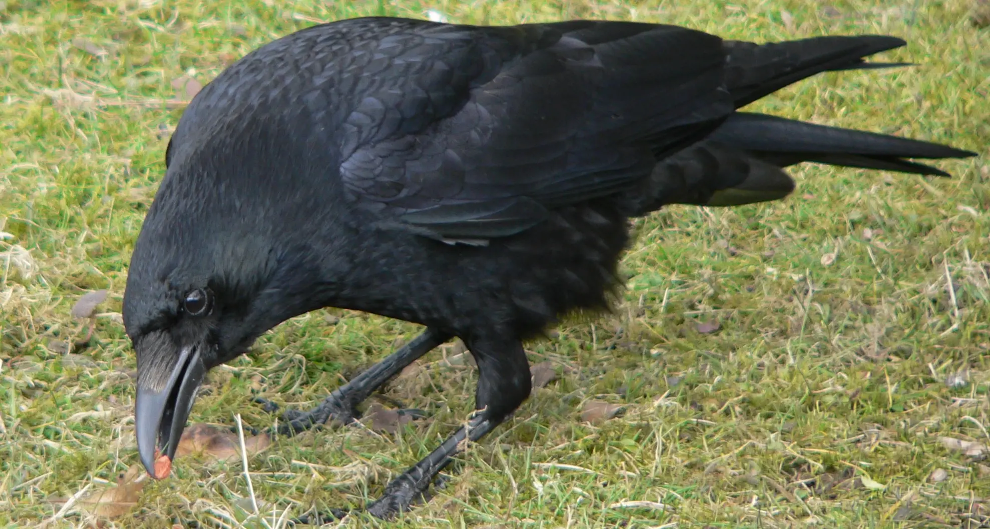 Come allontanare i corvidi, le mille idee dei bolzanini