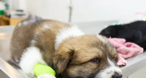 Anche i cani donano il sangue, si cercano nuovi volontari a Bolzano