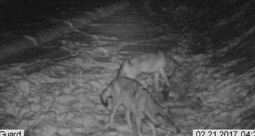 Il lupo torna in Alto Adige e va a “cena” sulle piste