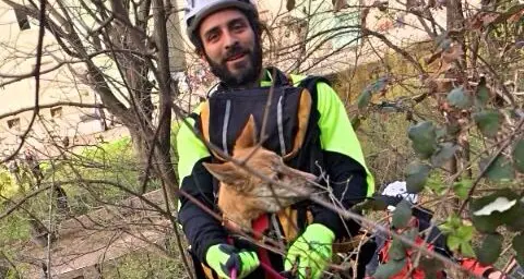Bolzano, i pompieri salvano un cane precipitato sulla roccia