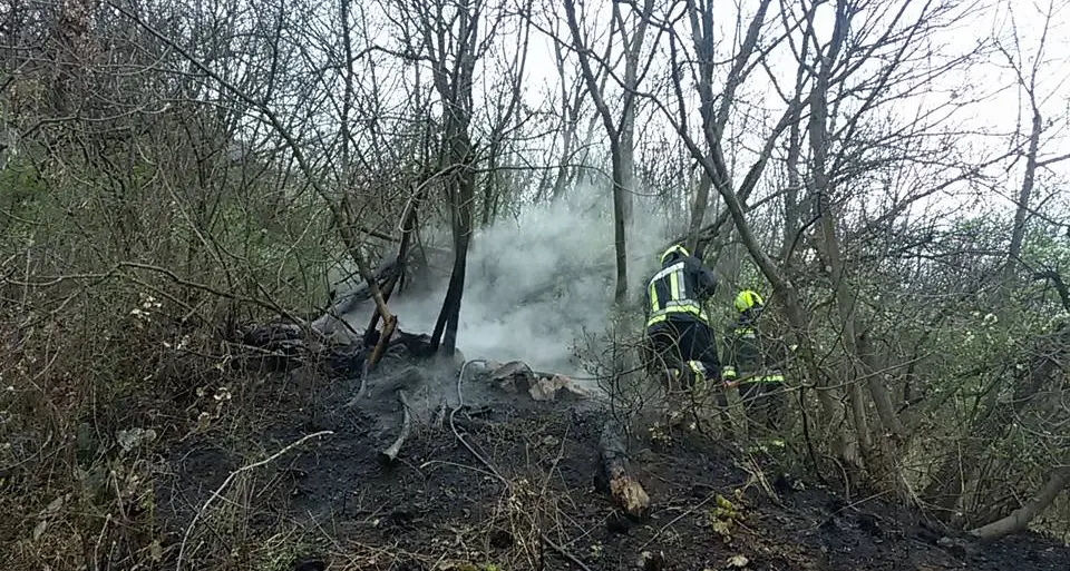 Cologna, il bosco in fiamme: intervento dei vigili del fuoco