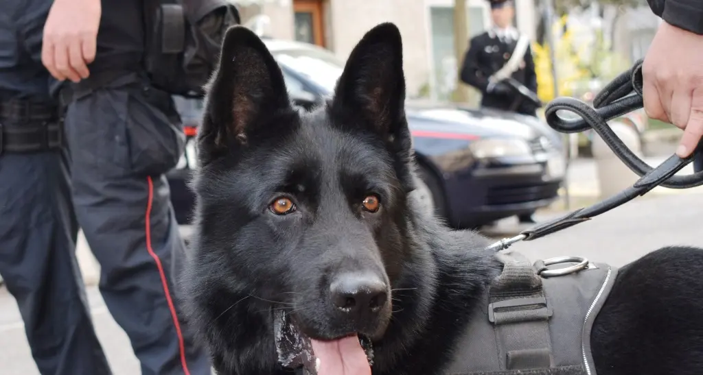 Bolzano, guadagnava 12.000 euro al mese con lo spaccio: arrestato