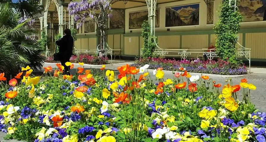 Nuova serra a Quarazze: ogni anno 260 mila fiori