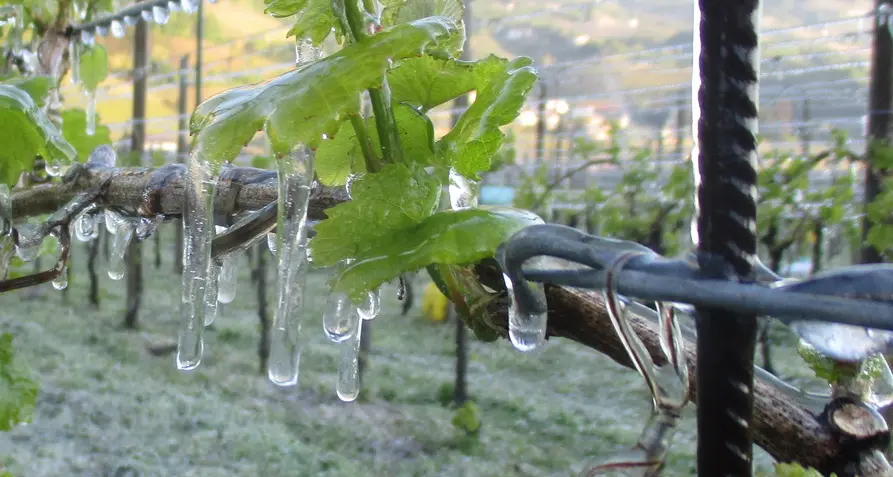 Gelata, danni gravi ai meli: qualità del raccolto a rischio