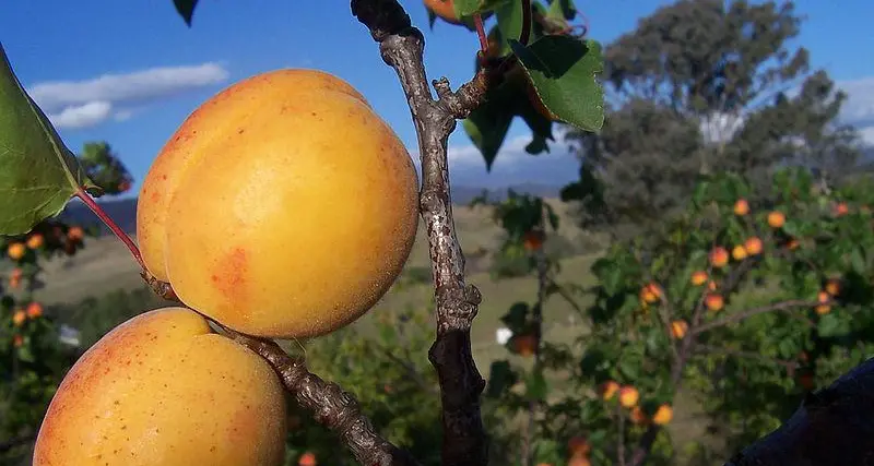 Venosta, il freddo fa soffrire albicocche e fragole