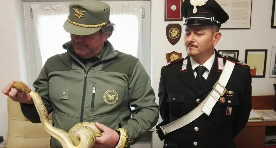 Merano, teneva un pitone reticolato in casa: denunciata una ragazza