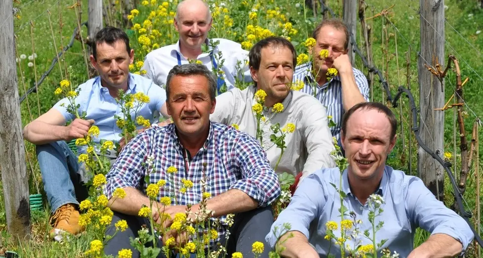 Domani la Festa dei Vignaioli a Cardano
