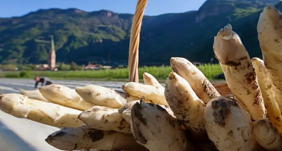 Asparagi, raccolto record quasi 65 tonnellate