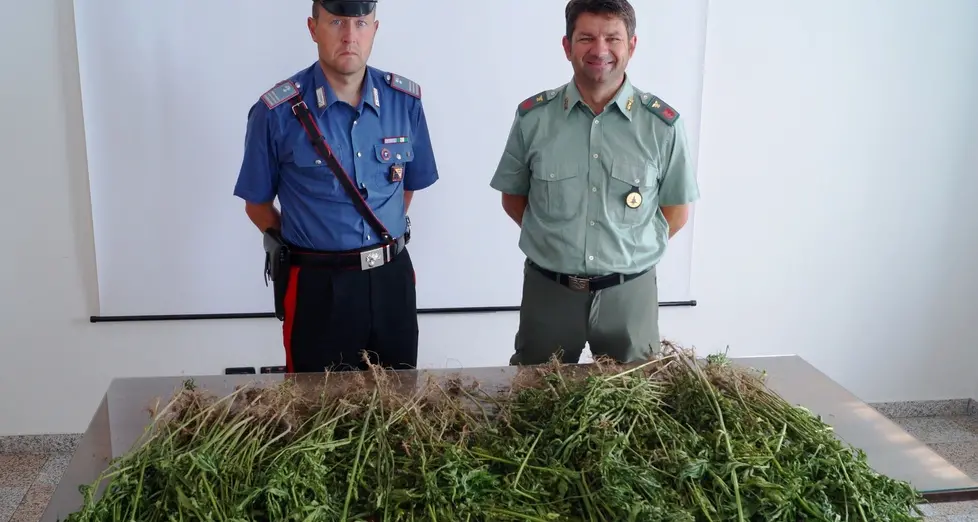 Trecento piante di marijuana sequestrate a Perca