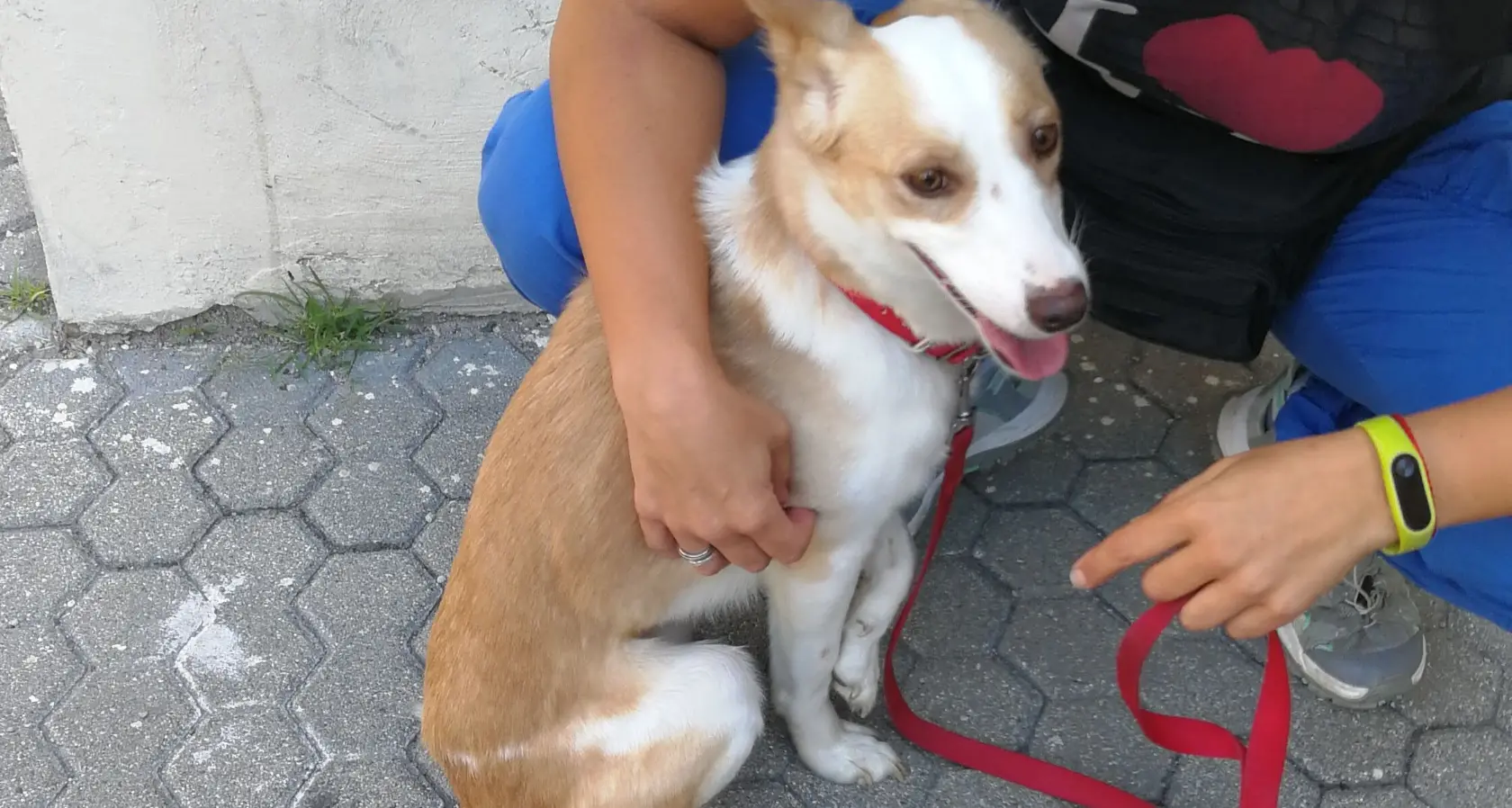 Bolzano, il cane Ercole salvato dalla strada diventa la mascotte della Questura