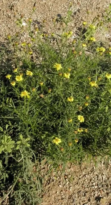 Montagna, estirpata una pianta infestante di origine africana