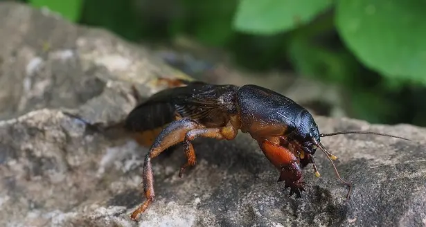 Grillotalpa in Alto Adige:oltre cento segnalazioni dei cittadini