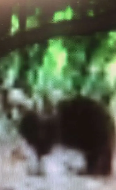 Avvistato e fotografato un orso sul Renon