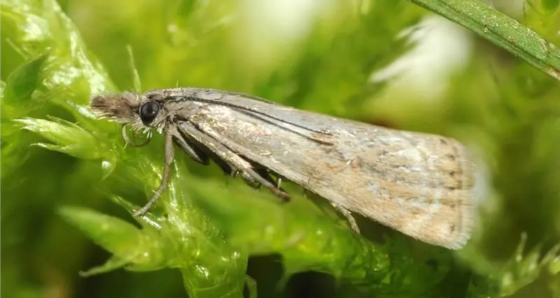 Farfalla rara ritrovata a Passo Sella dopo 110 anni