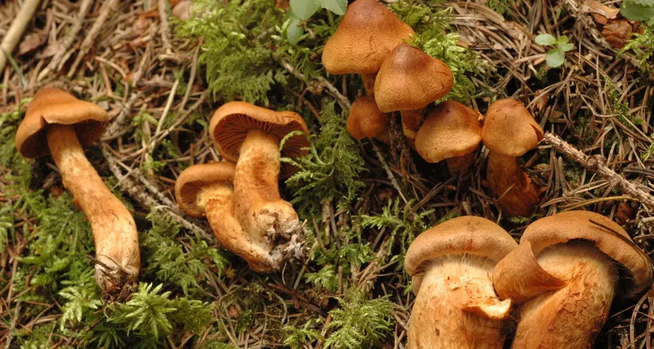 Nei boschi un’invasione di funghi tossici
