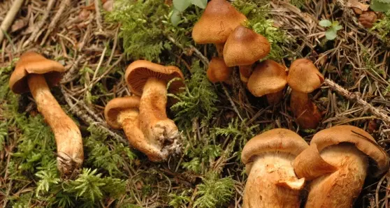 In Alto Adige è allarme per un'invasione di funghi tossici