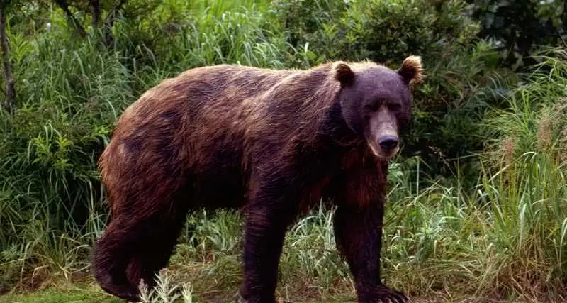 Gli animalisti: paura per l'incolumità dell'orsa KJ2