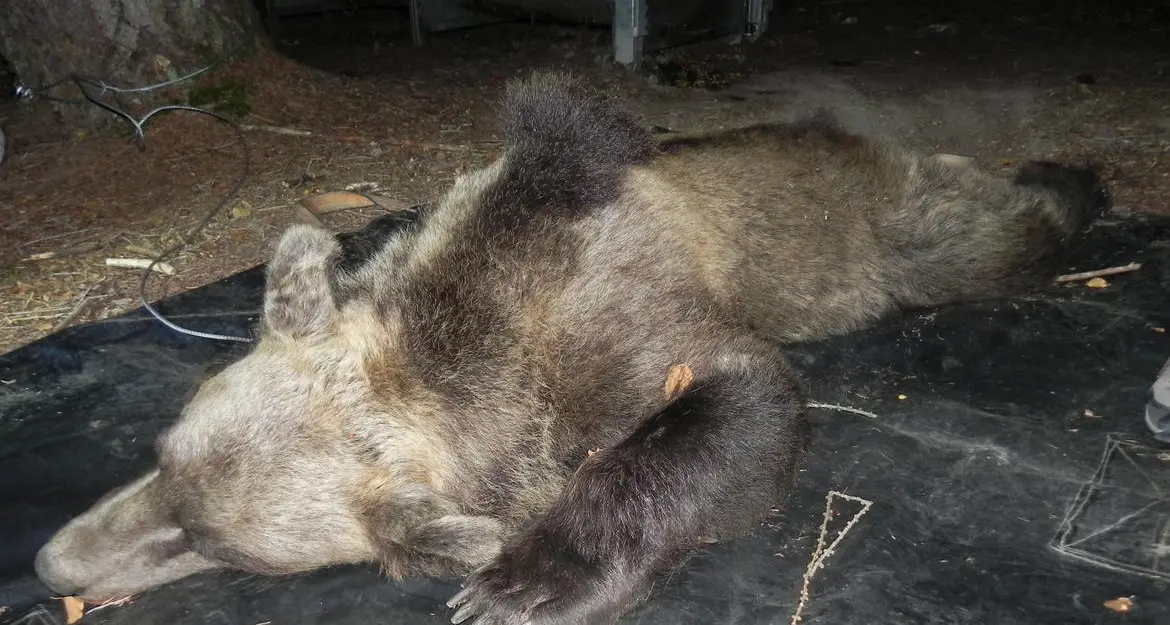 Aperta un’inchiesta sull’orsa abbattuta