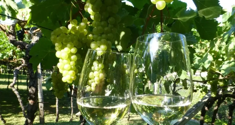 Alto Adige, fiducia nell'agricolo: bene cantine e latterie sociali