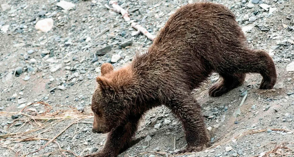 Kompatscher: progetto orso da rivedere