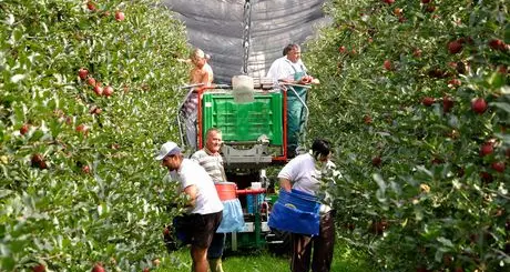 Mele, in regione sarà un raccolto da dimenticare