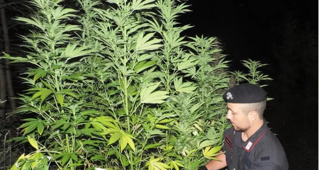Sarentino, i carabinieri scovano una piantagione di marijuana