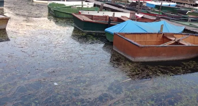 Caldaro, in riva al lago è tornata l’alga che punge
