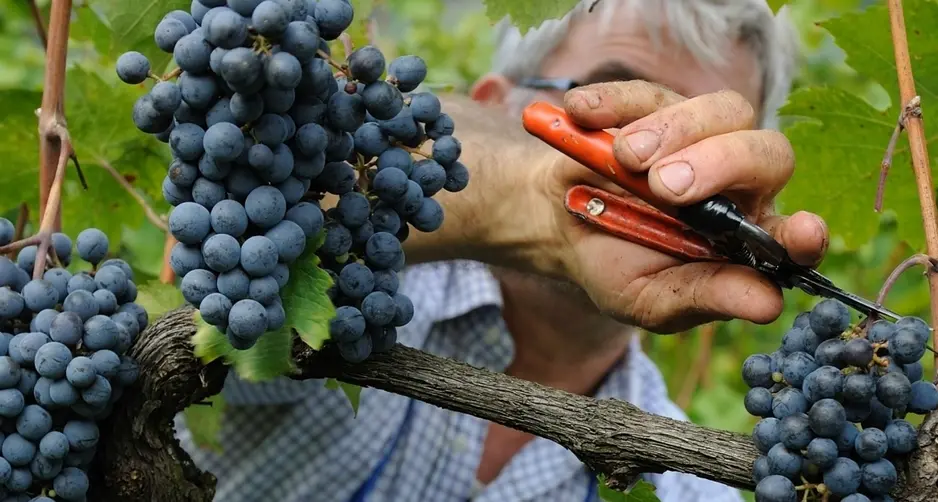 Vendemmia, in Alto Adige previsto un calo del 10 per cento