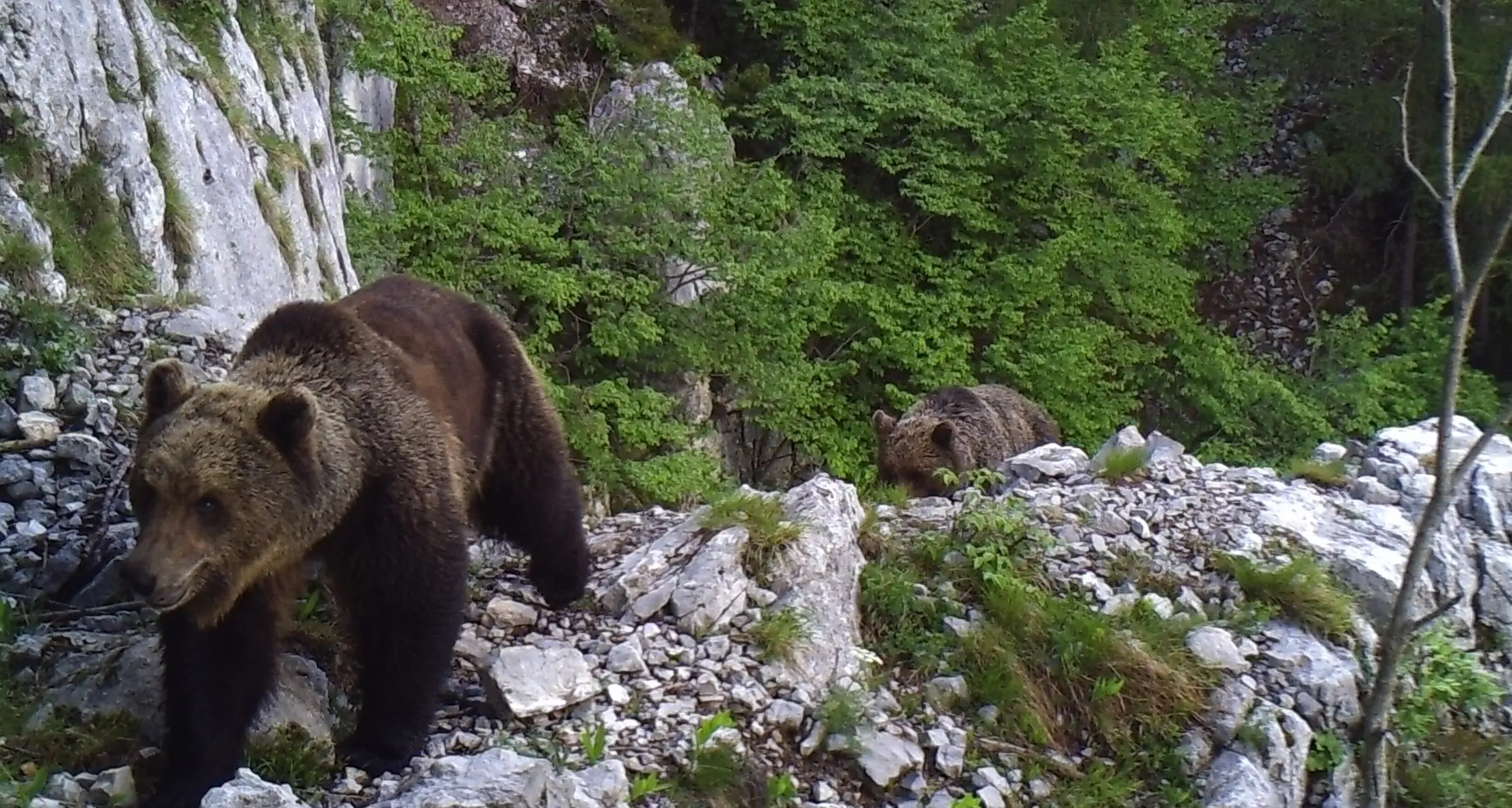 Lupi e orsi in Alto Adige, pressing della Provincia sull'Ue