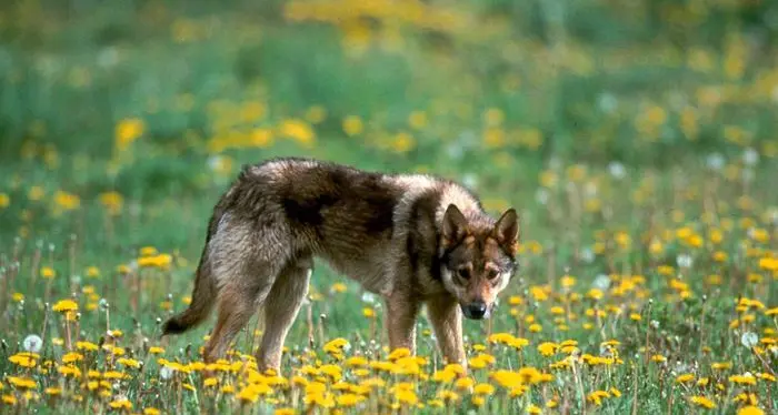 Il Wwf austriaco a Bolzano: \"Assurdo abbattere i lupi\"