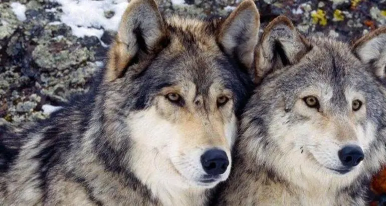 Orso e lupi, Provincia in pressing sull’Ue