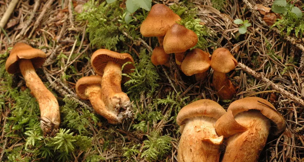 «Funghi velenosi nei boschi»