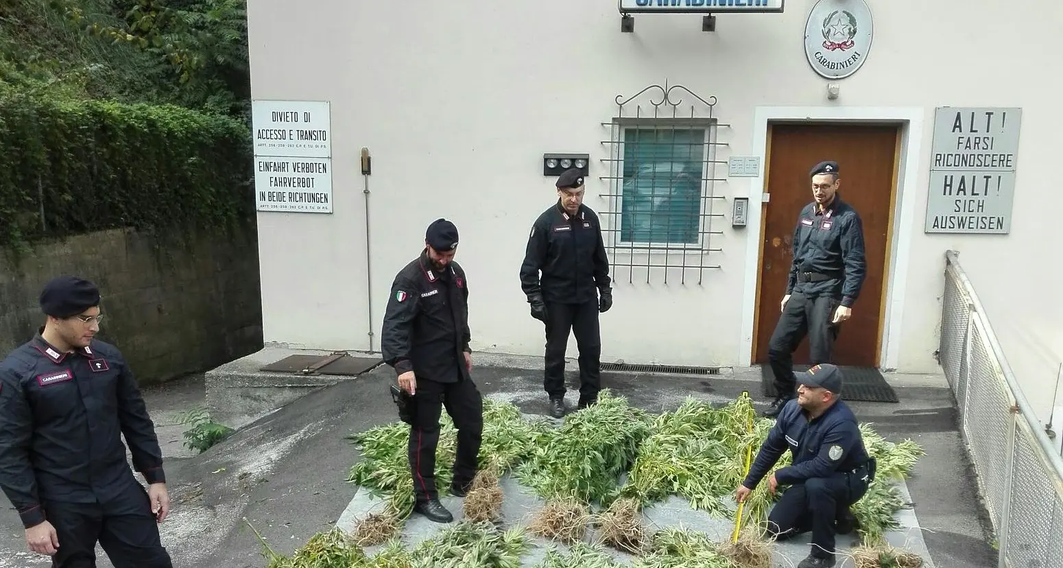 Bolzano: scoperta nel bosco piantagione di marijuana