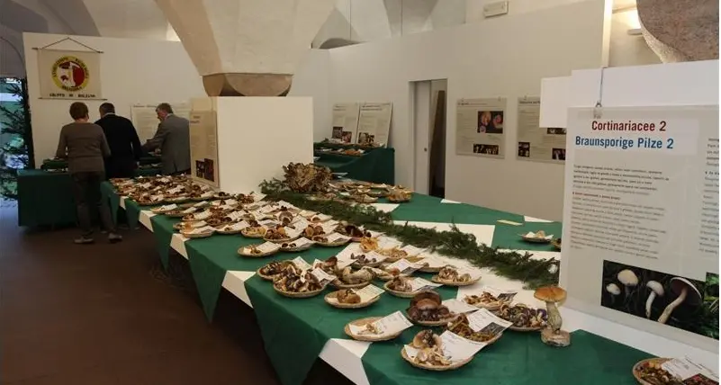 Funghi in mostra, compreso il rarissimo Cortinario Prodigioso