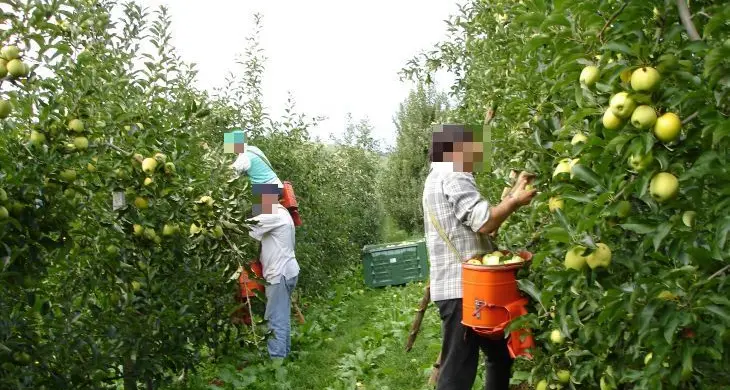 Raccoglitore di mele picchia contadina di Laces