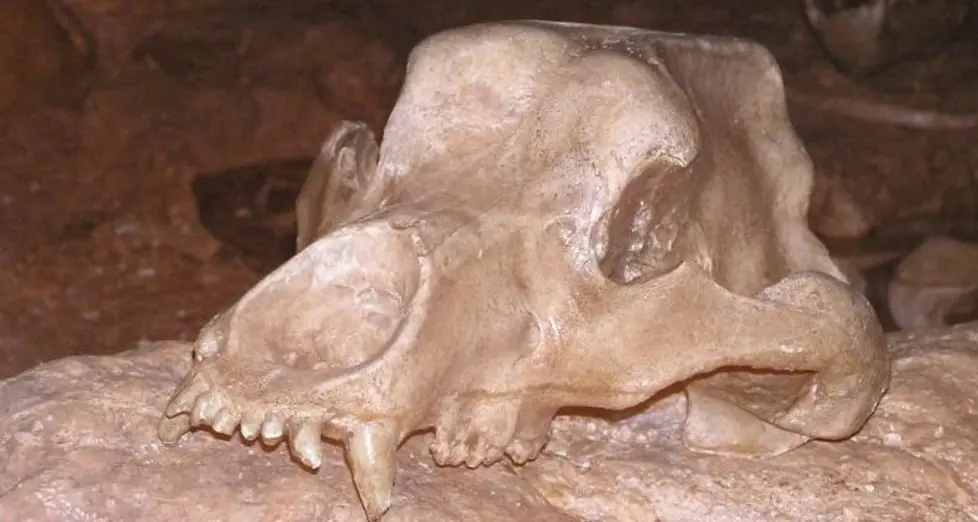 Ritornano in Alto Adige i resti dell’Ursus ladinicus