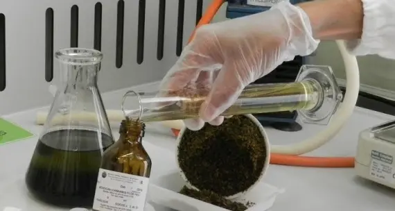 Duecento malati rimasti senza cannabis terapeutica