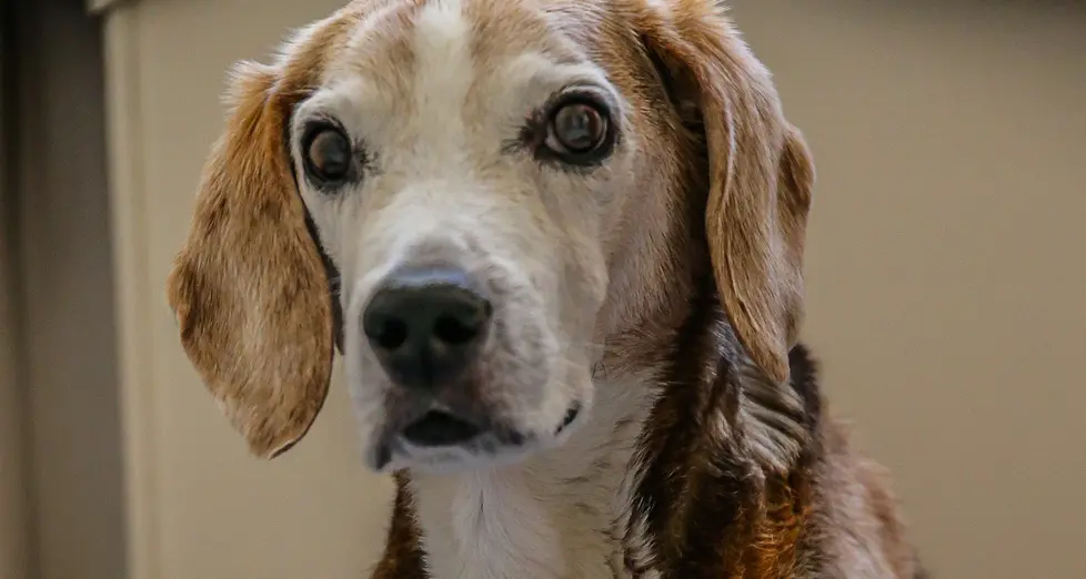 Morto il vecchio Toby: l’«ultimo» Beagle del maxi sequestro 2002