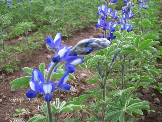 Bluete