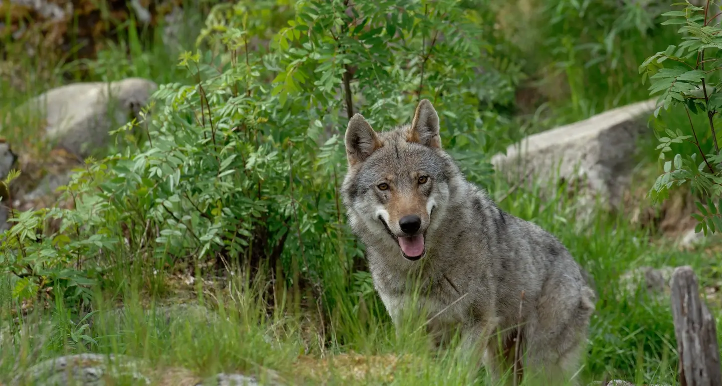 Due pecore sbranate da un lupo nella zona Arlara