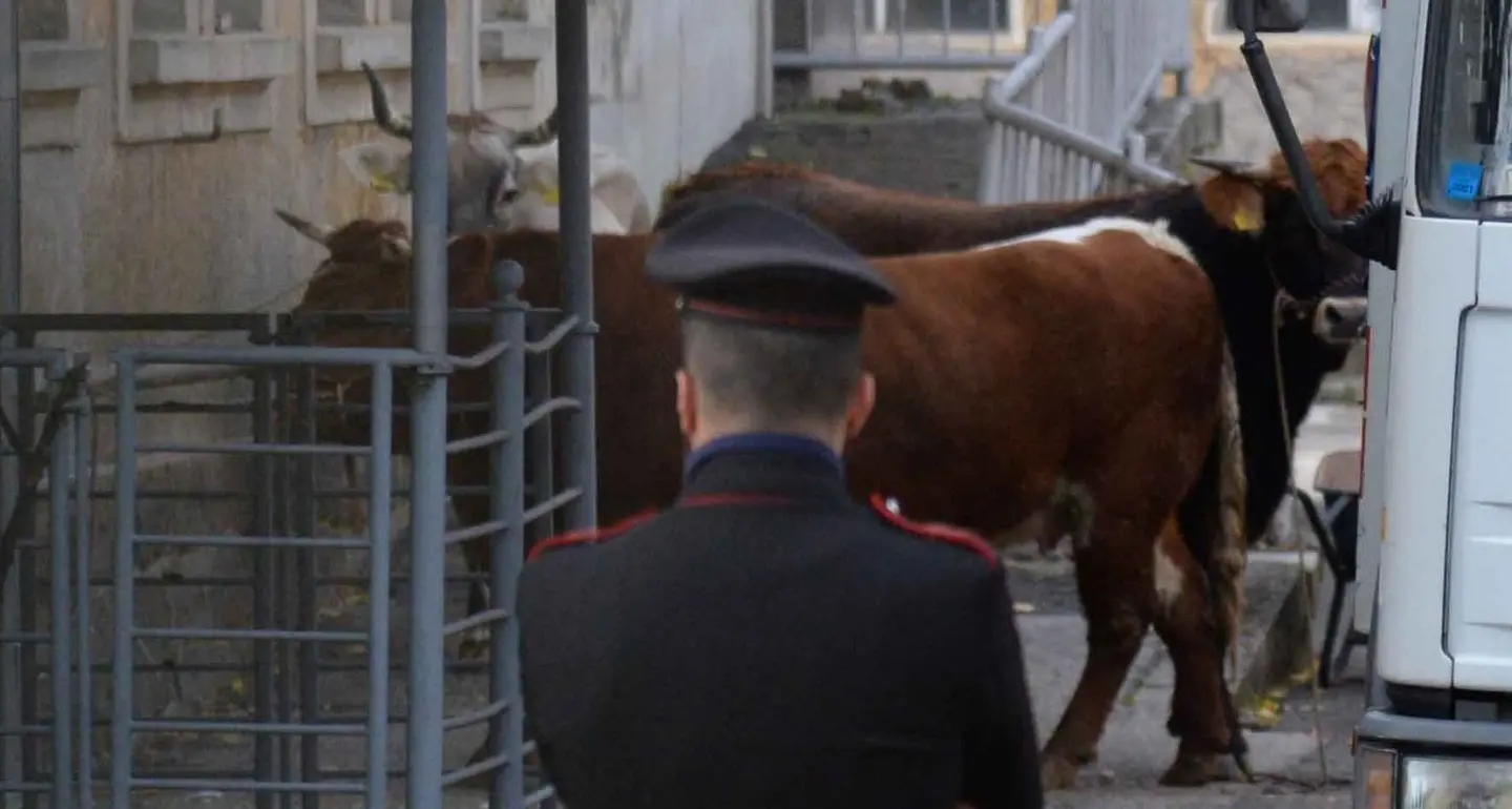 Toro scatenato, abbattuto col fucile