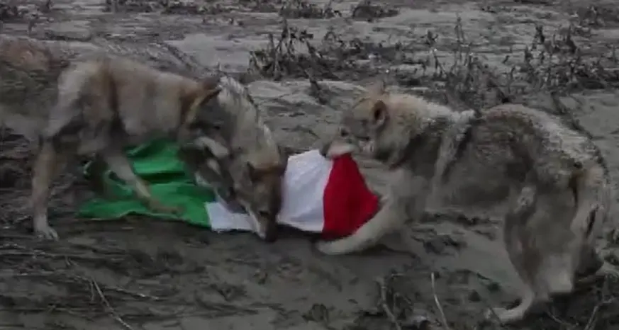 I lupi divorano il tricolore, è polemica