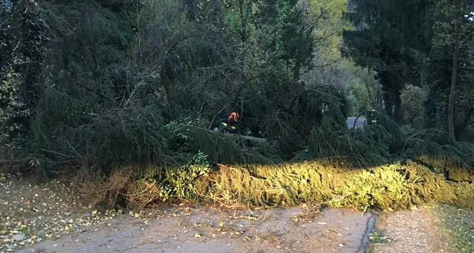 Alberi abbattuti dal vento in Passiria e Val d’Ultimo