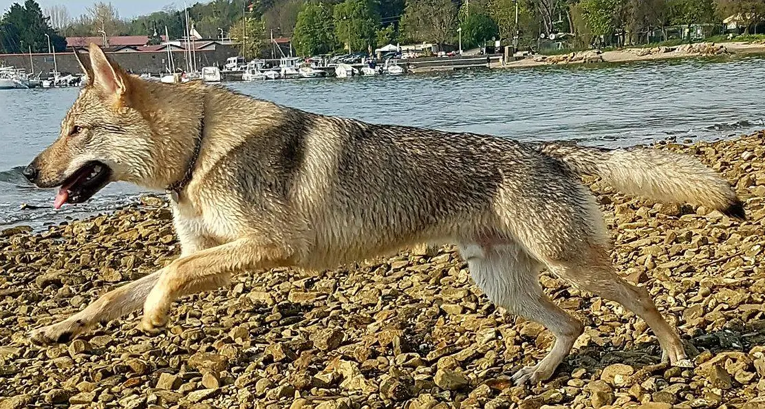 Nessun appartamento in affitto per \"colpa del cane\"