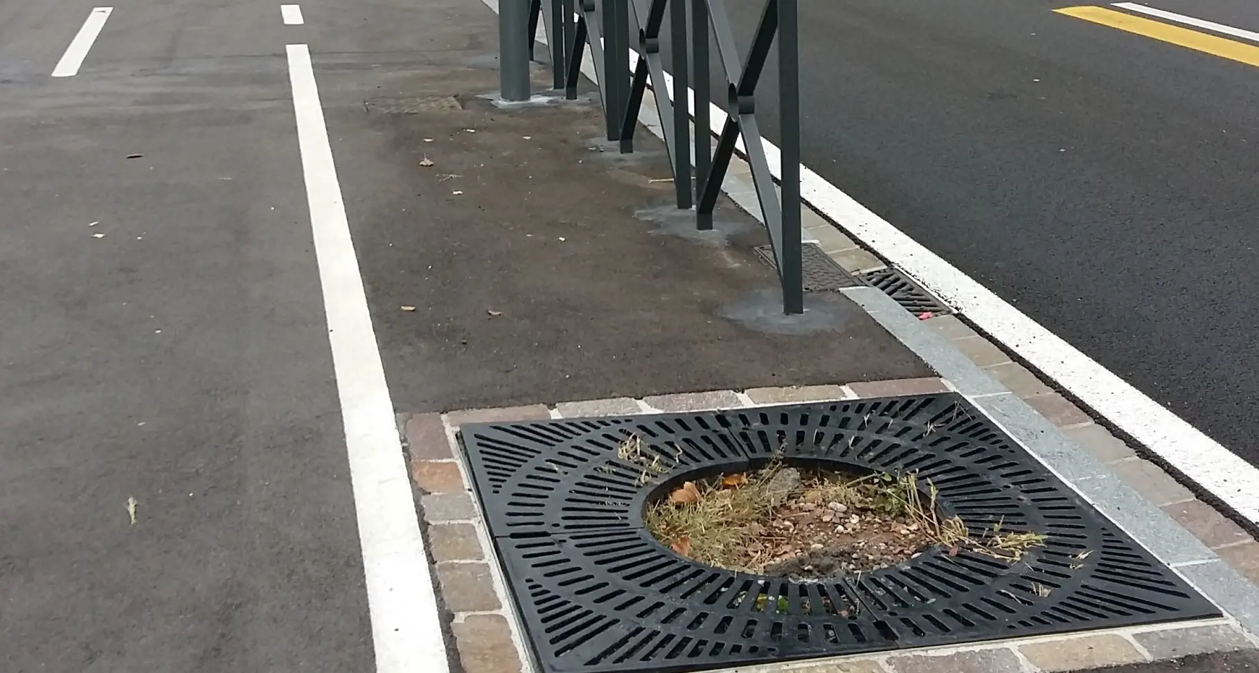 Settanta nuove piante in viale Druso