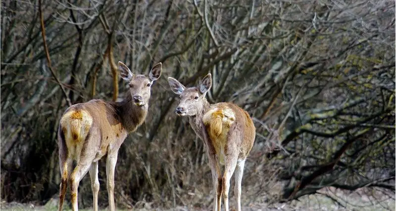 Parco dello Stelvio, il numero di cervi va diminuito